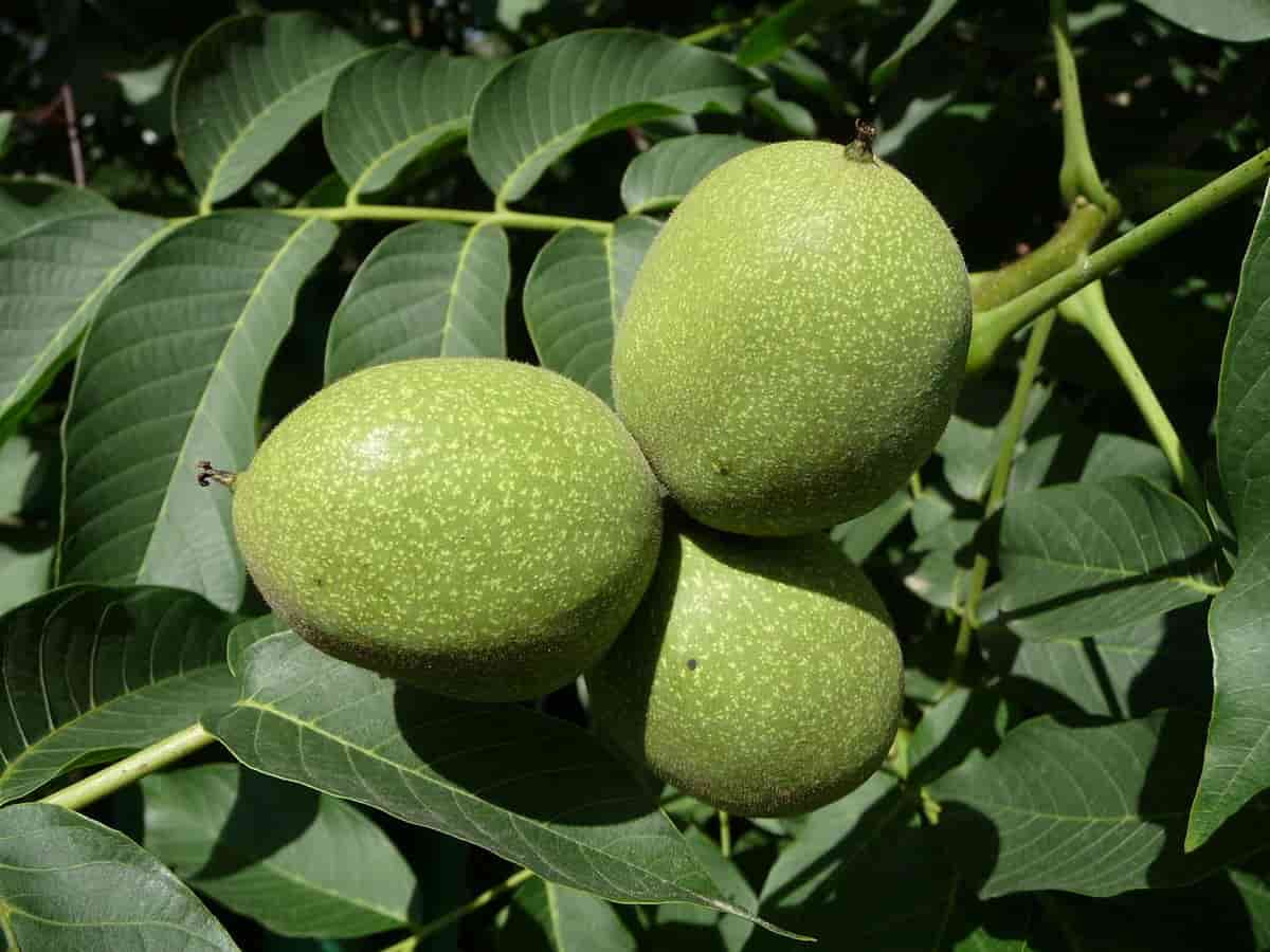 تصویر 2 از خرید گردو سبز تازه + قیمت فروش استثنایی