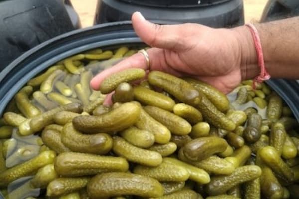 تصویر 2 از قیمت خیارشور ممتاز + خرید باور نکردنی