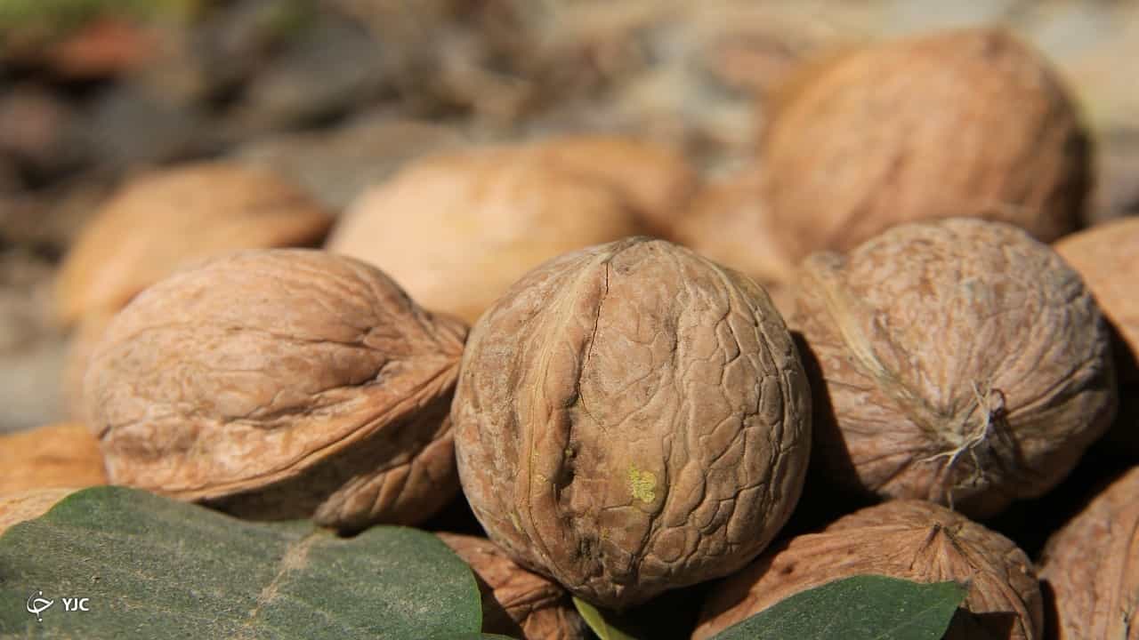 تصویر 5 از قیمت خرید گردو فسنجانی با پوست عمده به صرفه و ارزان