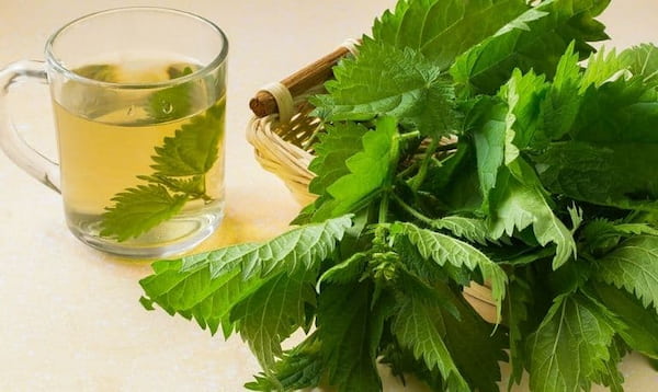 تصویر 3 از خرید و قیمت عصاره گزنه خوراکی + فروش عمده