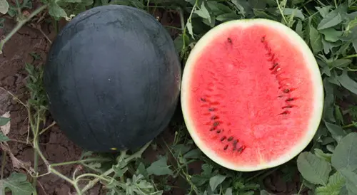 تصویر 4 از خرید و قیمت هندوانه گرد سیاه + فروش عمده