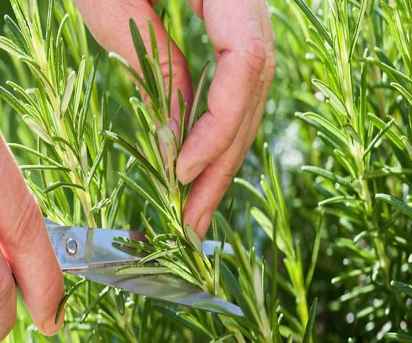 تصویر 2 از فروش شامپو عصاره رزماری + قیمت خرید به صرفه