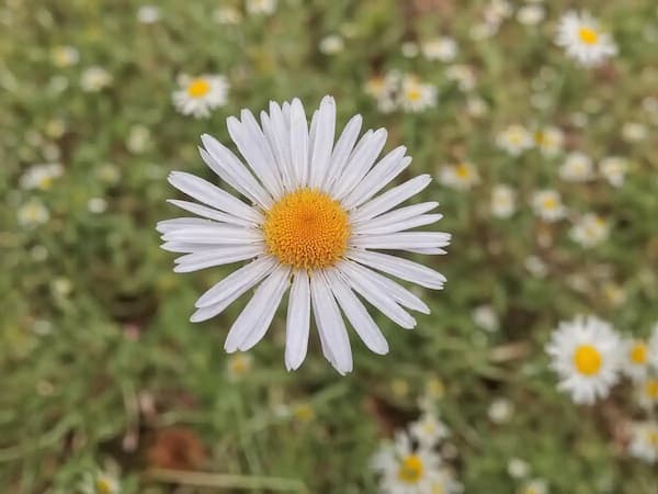 تصویر 3 از خرید و فروش شامپو بابونه گیاهی با شرایط فوق العاده