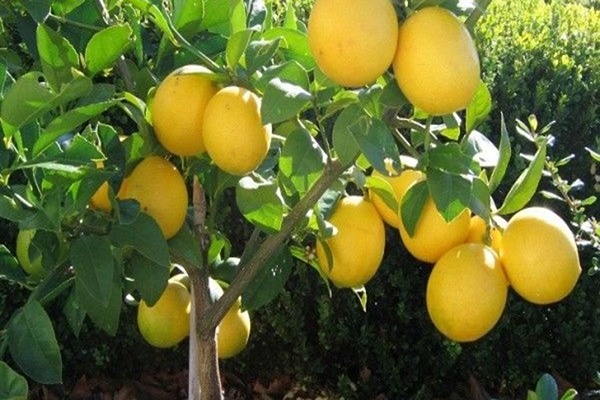 تصویر 1 از قیمت شربت عرق به لیمو + خرید باور نکردنی