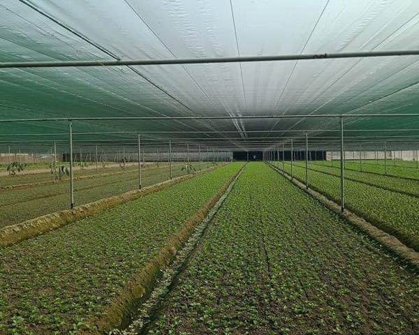 تصویر 4 از قیمت نایلون گلخانه ای تهران + خرید باور نکردنی