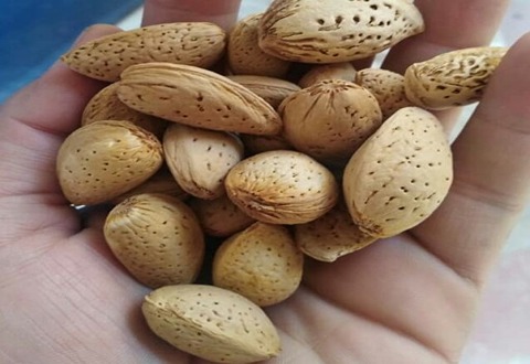 تصویر 4 از قیمت خرید بادام سنگی درشت + فروش ویژه