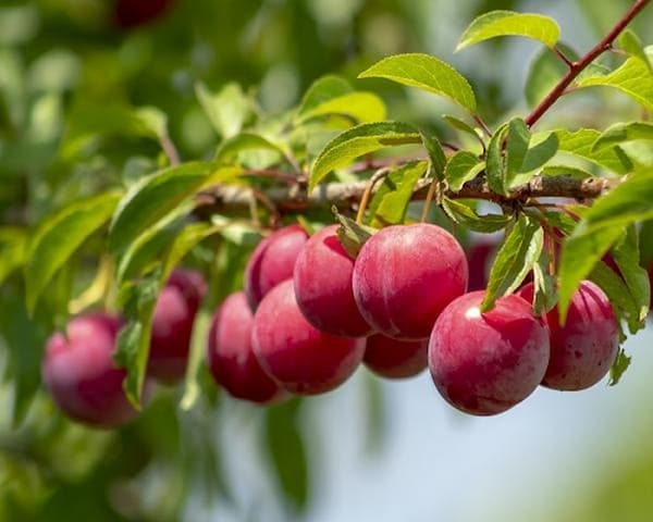 تصویر 3 از قیمت آلوچه ترش قرمز + خرید باور نکردنی