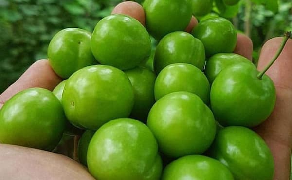 تصویر 2 از قیمت خرید آلوچه ترش سبز عمده به صرفه و ارزان