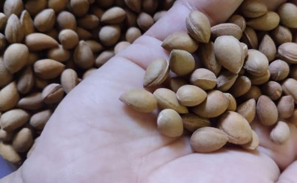 تصویر 4 از فروش مغز بادام کوهی + قیمت خرید به صرفه