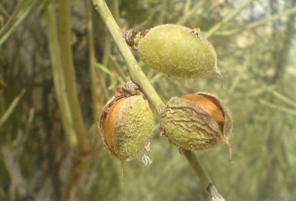 تصویر 2 از فروش مغز بادام کوهی + قیمت خرید به صرفه