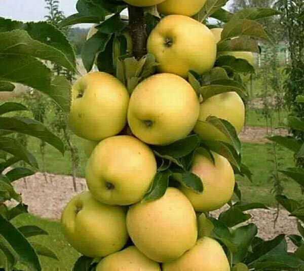 تصویر 4 از خرید و قیمت سیب زرد خالدار + فروش عمده