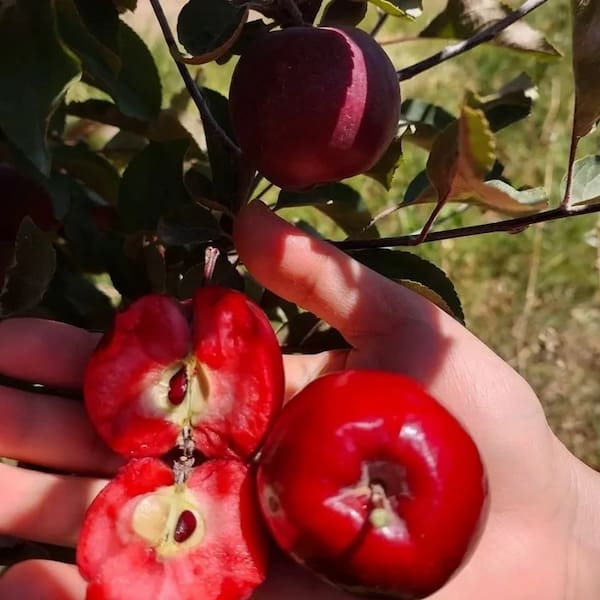 تصویر 3 از قیمت سیب گلاب عروس + خرید باور نکردنی