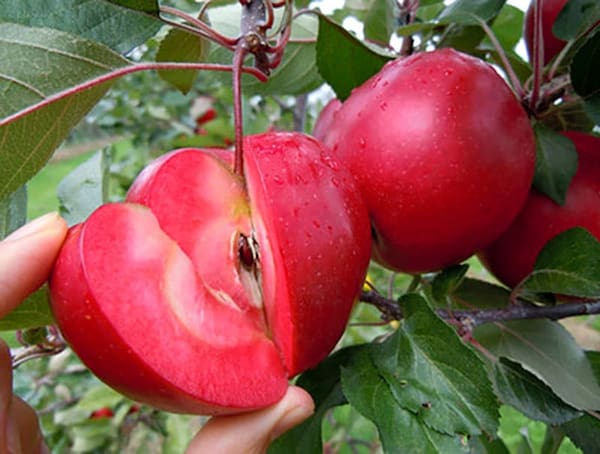 تصویر 2 از قیمت سیب گلاب عروس + خرید باور نکردنی