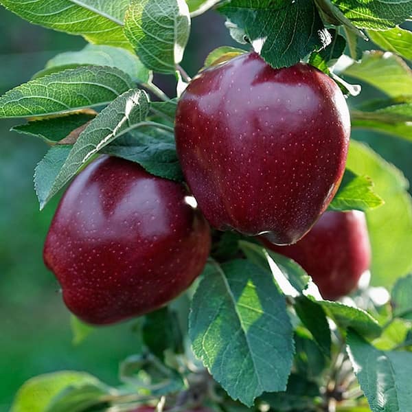 تصویر 3 از قیمت خرید سیب گلاب قرمز + فروش ویژه