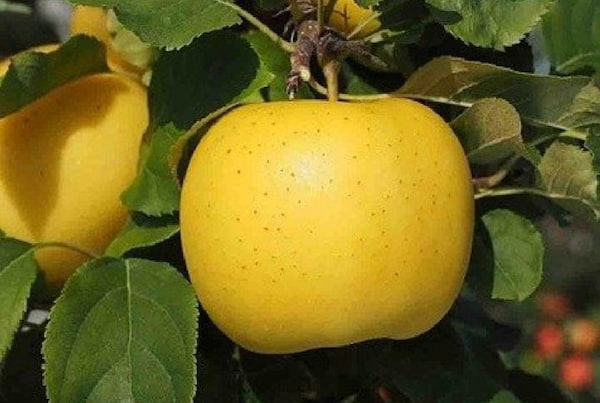 تصویر 5 از قیمت سیب گلاب دماوند با کیفیت ارزان + خرید عمده