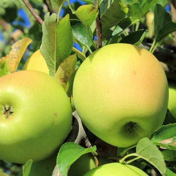 تصویر 1 از قیمت خرید سیب گلاب کوچک + فروش ویژه