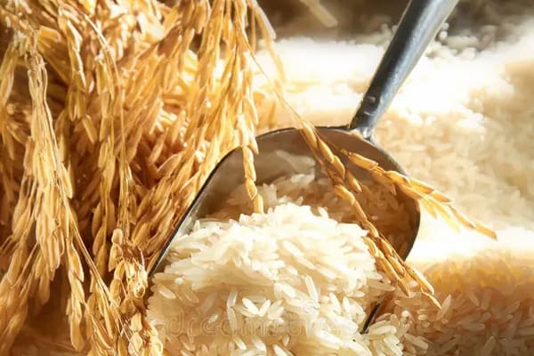 قیمت خرید برنج کامفیروزی اسدی + فروش ویژه