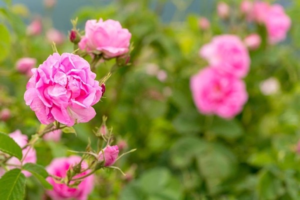 تصویر 2 از خرید عرق گل محمدی + قیمت فروش استثنایی