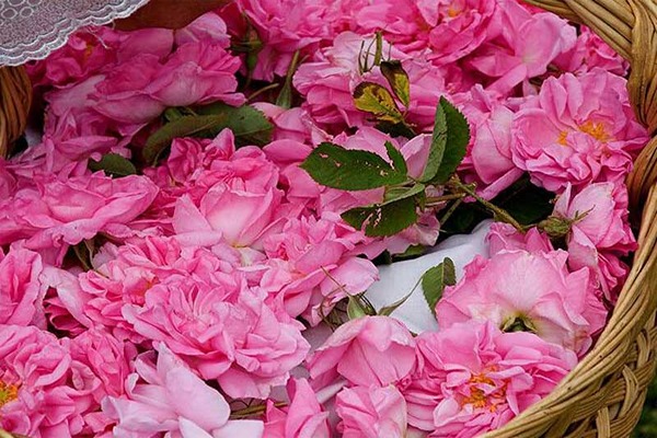 تصویر 5 از خرید عرق گل محمدی + قیمت فروش استثنایی