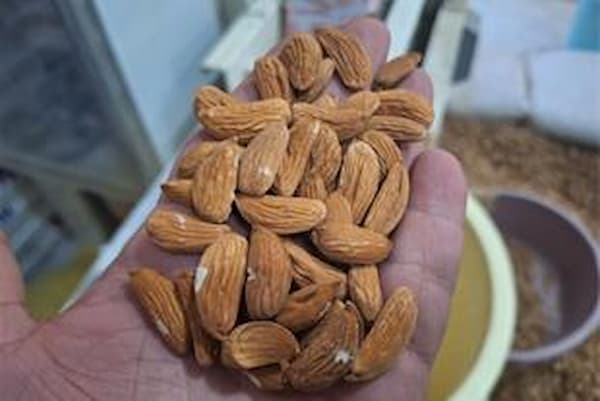تصویر 5 از قیمت خرید بادام سنگی بی نمک + فروش ویژه