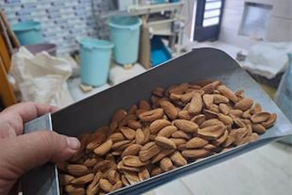 تصویر 4 از قیمت خرید بادام سنگی بی نمک + فروش ویژه