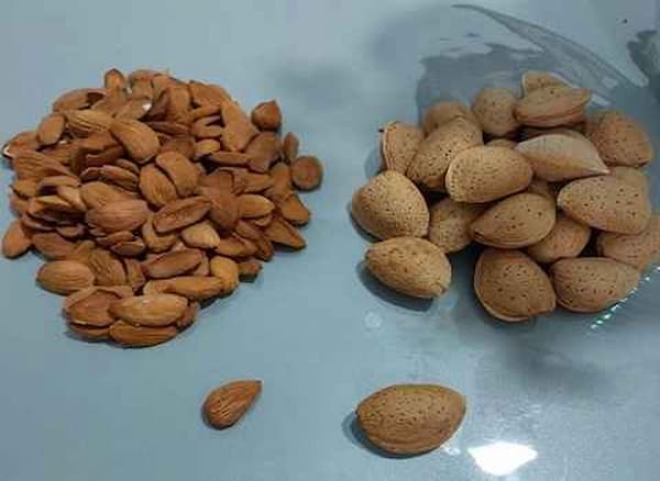 تصویر 3 از خرید بادام مامایی اصفهان + قیمت فروش استثنایی