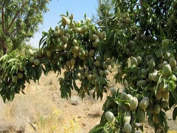 تصویر 1 از خرید بادام مامایی اصفهان + قیمت فروش استثنایی