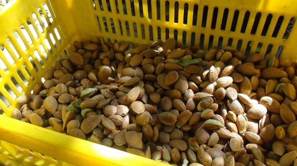 تصویر 1 از قیمت خرید بادام درجه یک صادراتی + فروش ویژه