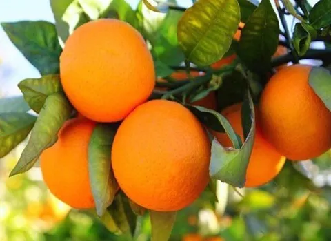 تصویر 2 از خرید پرتقال نافی تامسون + قیمت فروش استثنایی