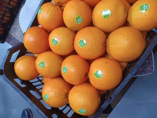 تصویر 5 از قیمت پرتقال تامسون ناول + خرید باور نکردنی
