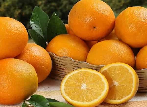 تصویر 3 از قیمت خرید پرتقال والنسیا ایران با فروش عمده