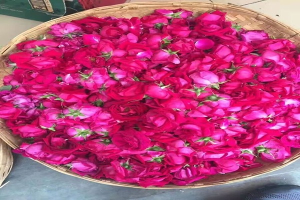تصویر 4 از قیمت خرید پر گل محمدی + فروش ویژه