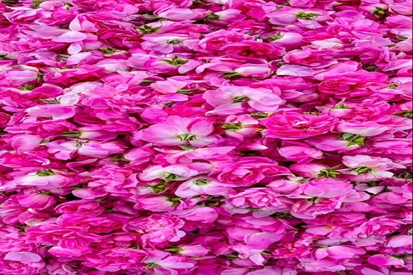 تصویر 2 از قیمت گل باز محمدی + خرید باور نکردنی