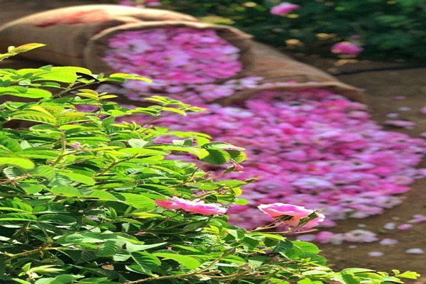 تصویر 1 از قیمت گل باز محمدی + خرید باور نکردنی