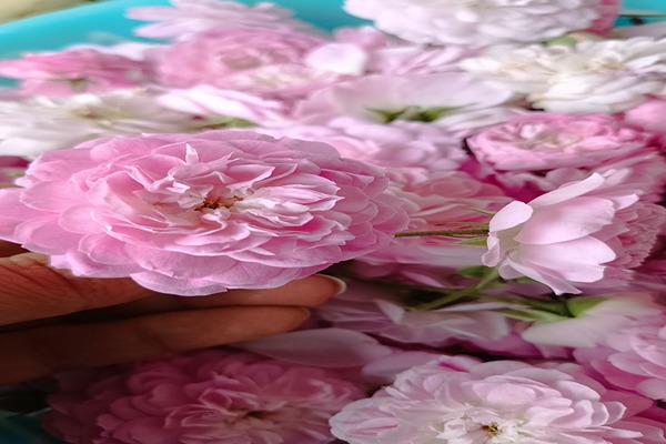 تصویر 4 از قیمت گل باز محمدی + خرید باور نکردنی