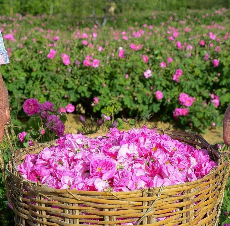 تصویر 1 از قیمت گل باز محمدی + خرید باور نکردنی