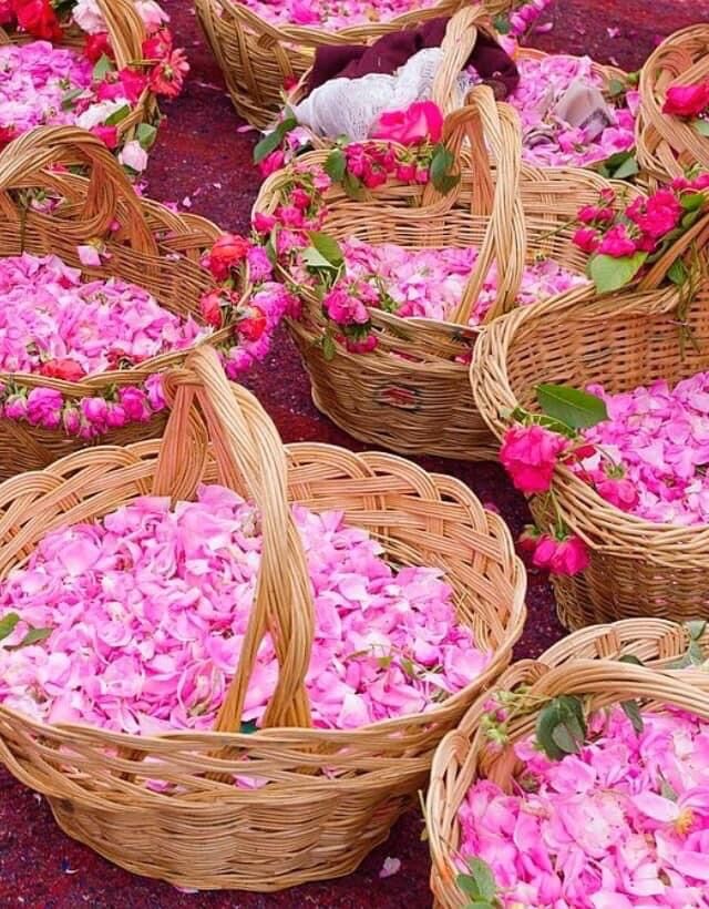 تصویر 1 از قیمت خرید پر گل محمدی + فروش ویژه