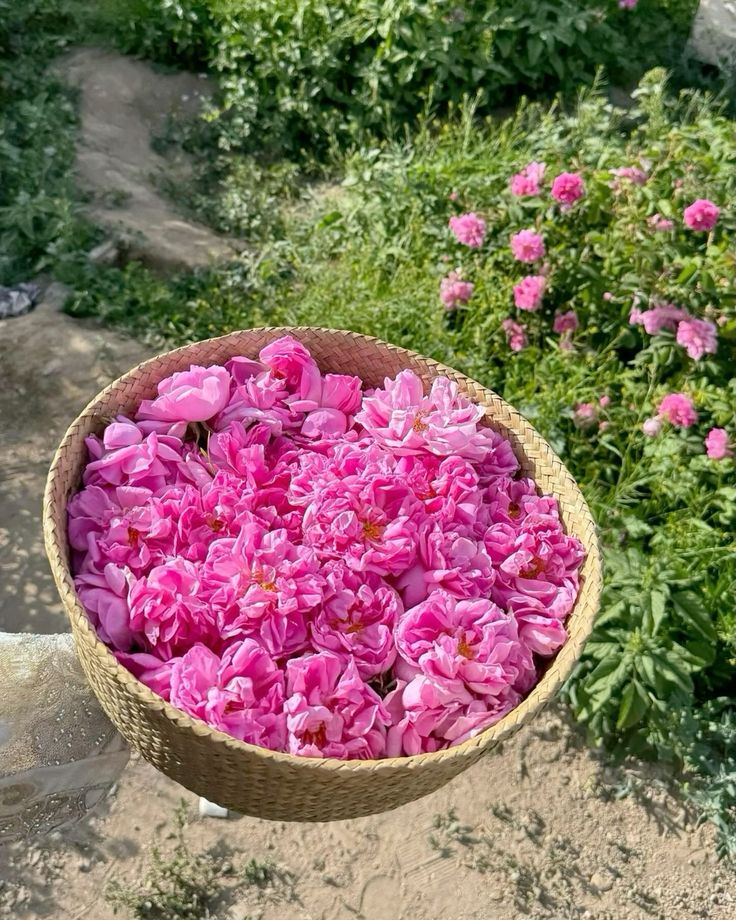 تصویر 5 از قیمت خرید پر گل محمدی + فروش ویژه