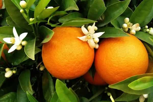 تصویر 3 از فروش پرتقال تامسون ساری + قیمت خرید به صرفه