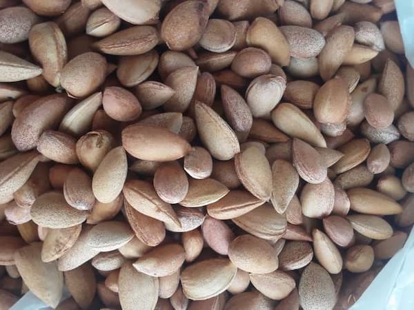 تصویر 3 از قیمت خرید مغز بادام فله با فروش عمده