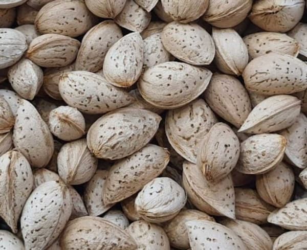 تصویر 4 از قیمت خرید مغز بادام درختی با فروش عمده