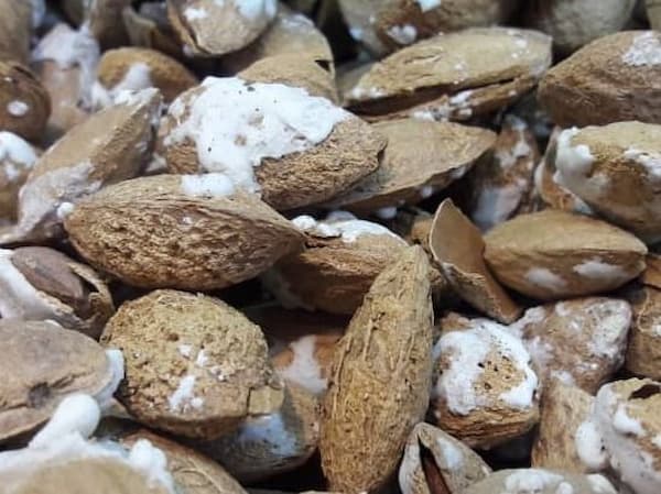 تصویر 5 از خرید و فروش مغز گردو فسنجانی با شرایط فوق العاده