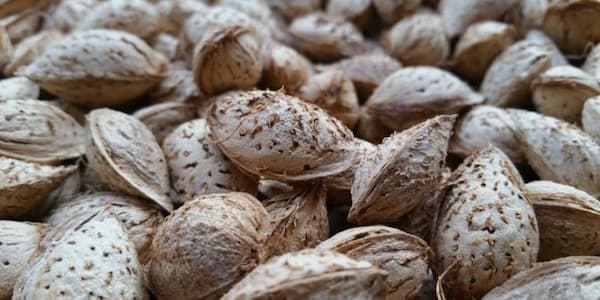 تصویر 4 از قیمت مغز گردو غنچه با کیفیت ارزان + خرید عمده