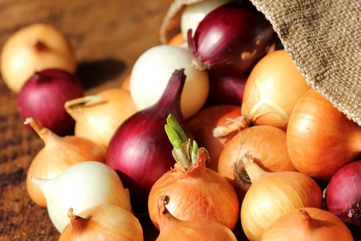 تصویر 1 از قیمت خرید پیاز زرد اصفهان + فروش ویژه