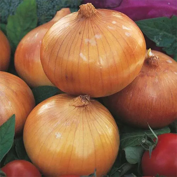 تصویر 3 از قیمت خرید پیاز زرد اصفهان + فروش ویژه
