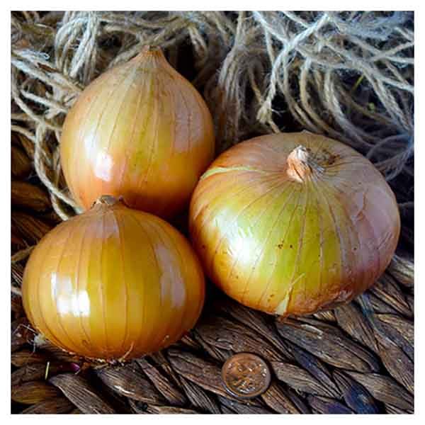 تصویر 4 از قیمت خرید پیاز زرد اصفهان + فروش ویژه