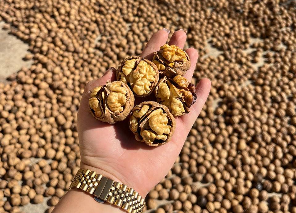تصویر 5 از فروش مغز گردو سفید تویسرکان + قیمت خرید به صرفه