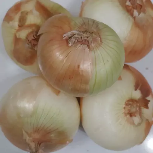 تصویر 2 از قیمت خرید پیاز زرد درجه یک + فروش ویژه