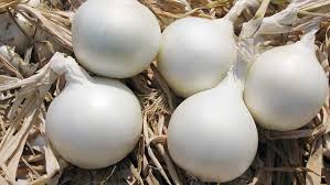 تصویر 4 از قیمت خرید پیاز سفید صادراتی + فروش ویژه
