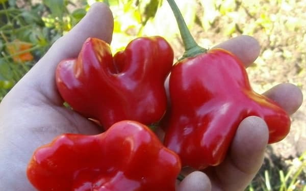 تصویر 4 از خرید و فروش فلفل دلمه رنگی با شرایط فوق العاده